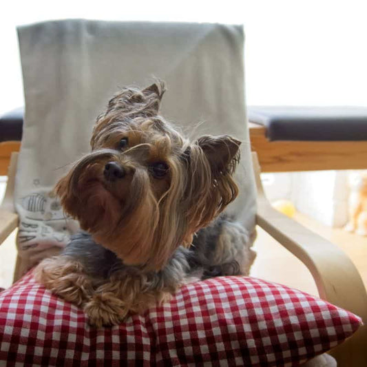 yorkie behavior problems