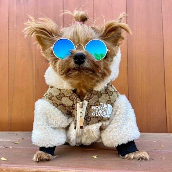 yorkie winter jackets