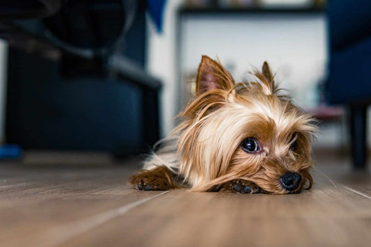 rare yorkie colors