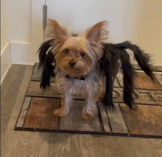 spider yorkie halloween costume
