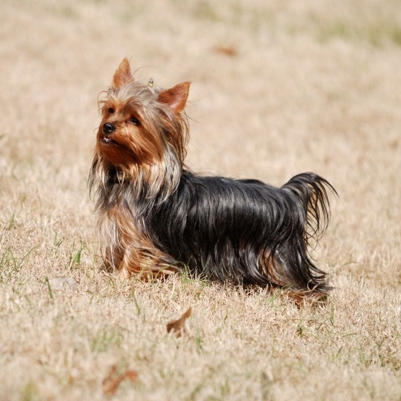Heatstroke in Yorkies: 9 Tips to Keep Your Dog Cool in the Summer