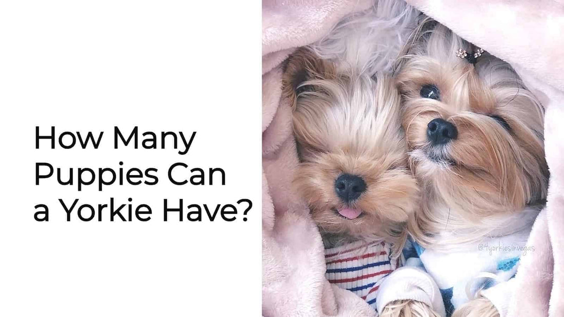 How Many Puppies Can a Yorkie Have?