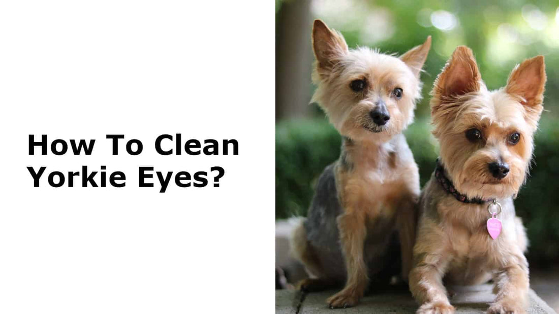 Cleaning Yorkie Eyes: The Complete Guide