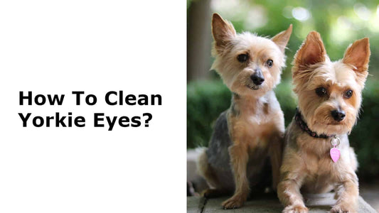 Cleaning Yorkie Eyes: The Complete Guide