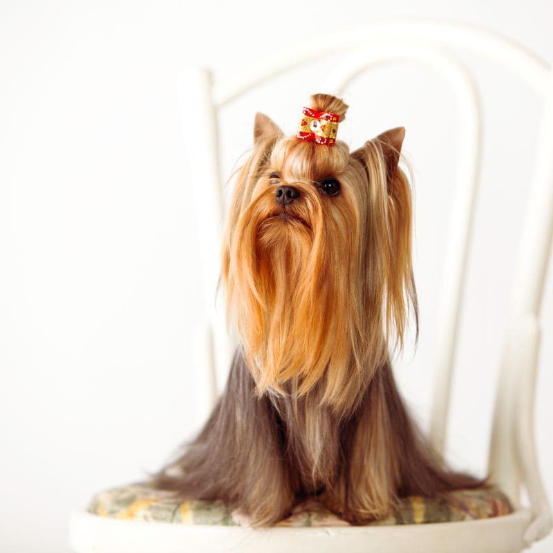 long yorkie haircuts yorkies gram