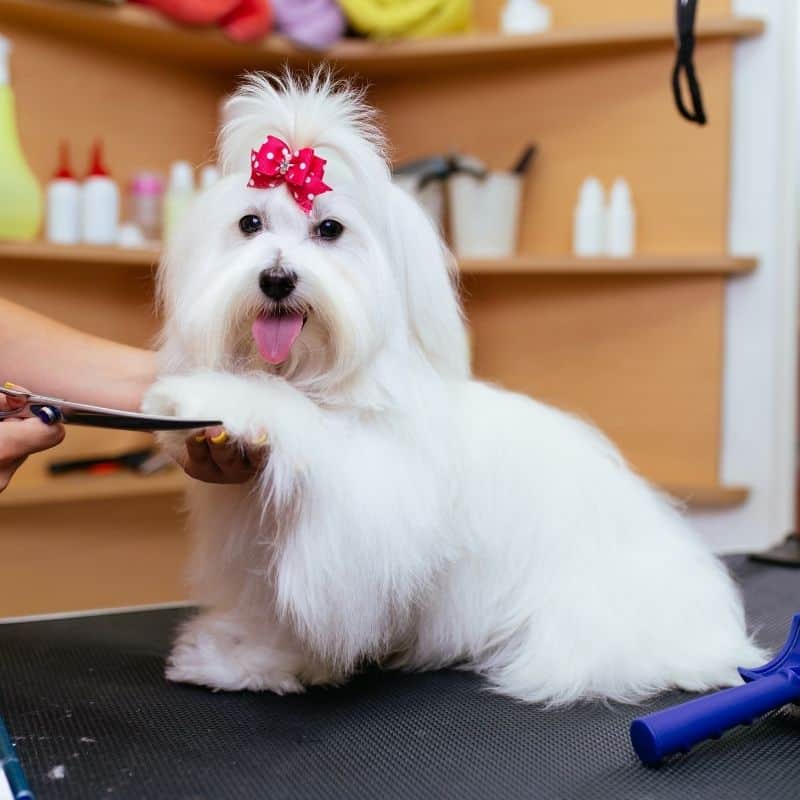 maltese haircut styles yorkies gram