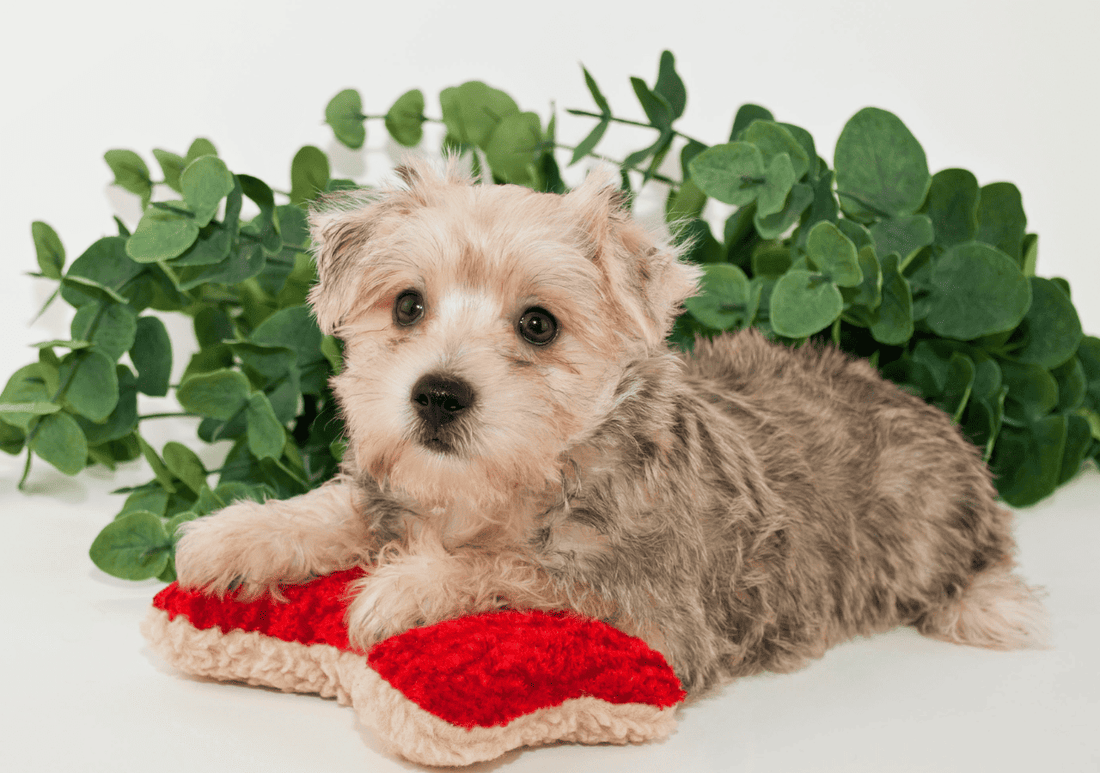 Yorkie Vs Maltese: Which One To Choose For Your Family?