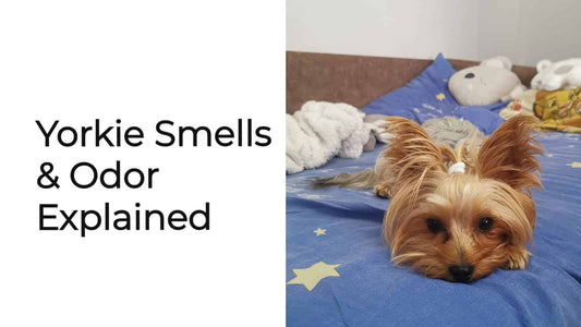 Why Do Yorkies Stink? Things To Know!
