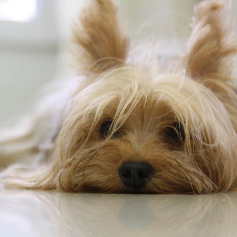 senior yorkies yorkies gram