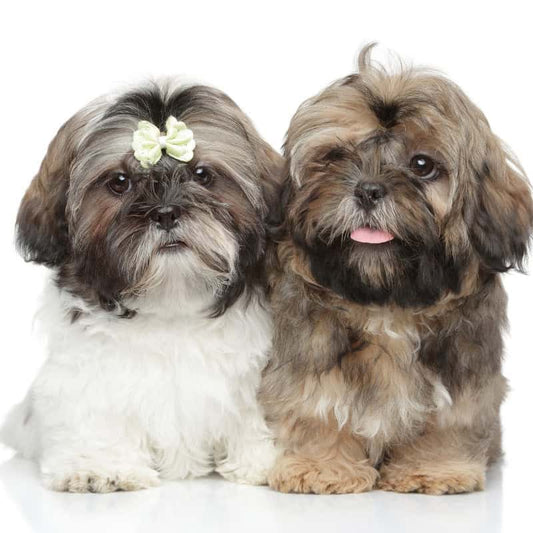 Top 10 Best Small Dog Breeds That Don’t Shed