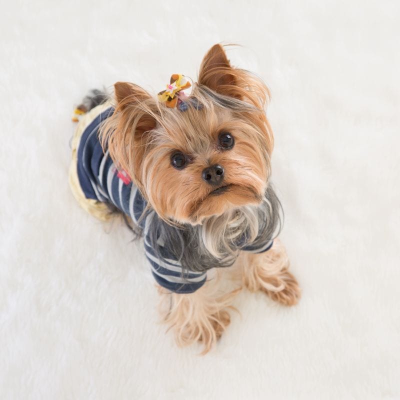 yorkie spaying yorkies gram