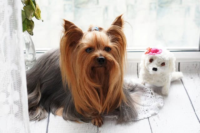 toys for yorkies
