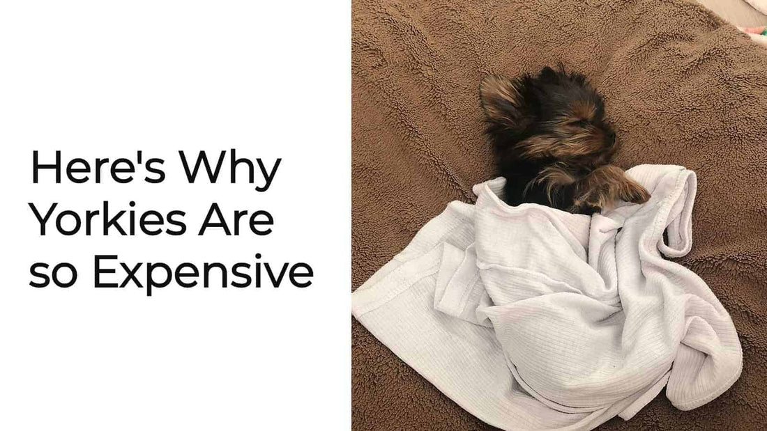 Why Are Yorkies So Expensive? 9 Facts To Know About Them!