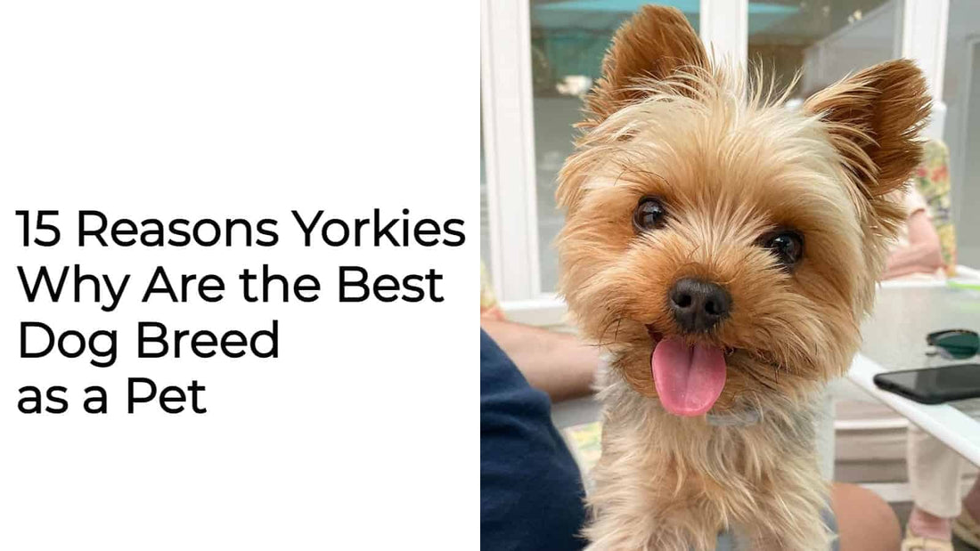 15 Reasons Why Yorkies (Yorkshire Terrier) Are the Best Dog Breed as a Pet