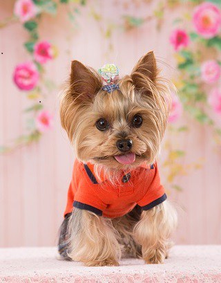 Yorkies and Chihuahuas: Who Makes a Better Pet?