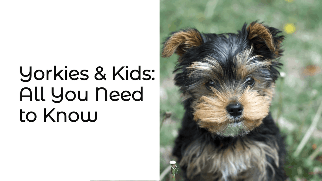 Yorkies & Kids: All You Need to Know