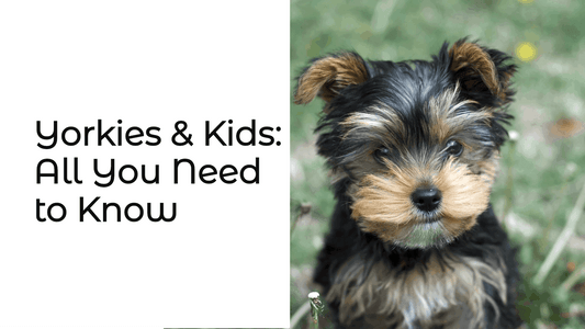 Yorkies & Kids: All You Need to Know