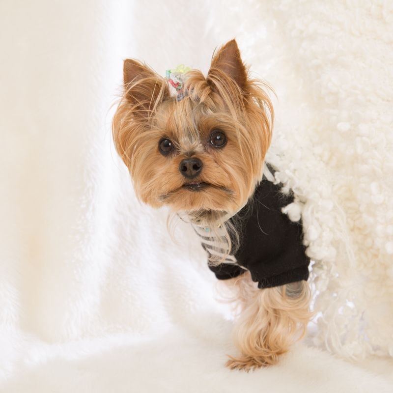 yorkie limping yorkies gram
