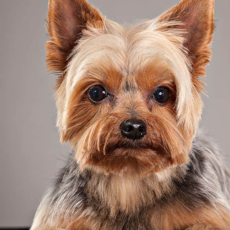 neutering a yorkie