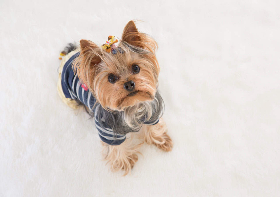 yorkie potty training