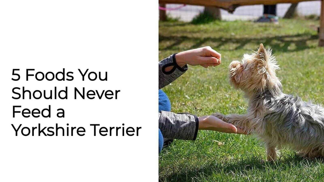 Yorkies Food Facts: 5 Foods You Should Never Feed a Yorkshire Terrier