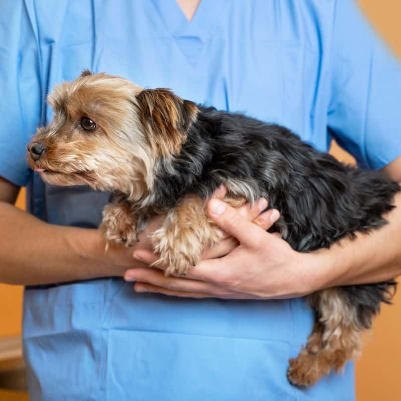 yorkie supplements