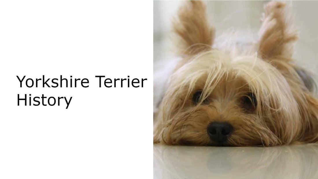 Yorkshire Terrier History (Yorkie History)