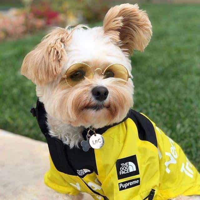 B.A.T.N. Dog Windbreaker