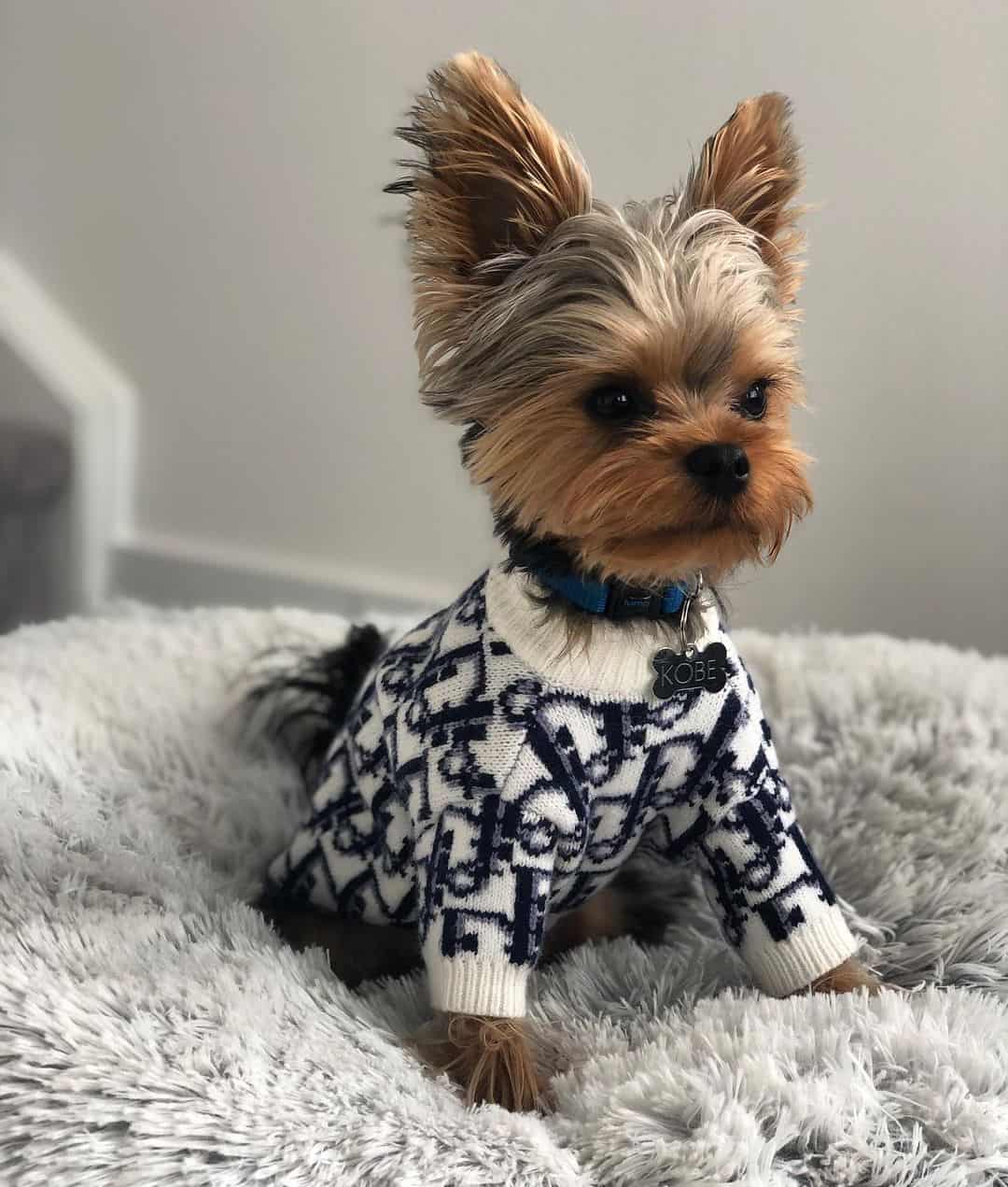 diordog-sweater teacup yorkie clothes