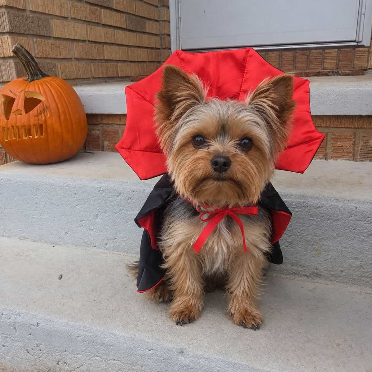 Dracula Yorkie Costume