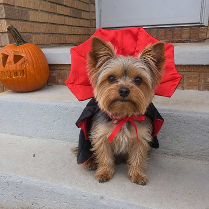 Dracula Yorkie Costume