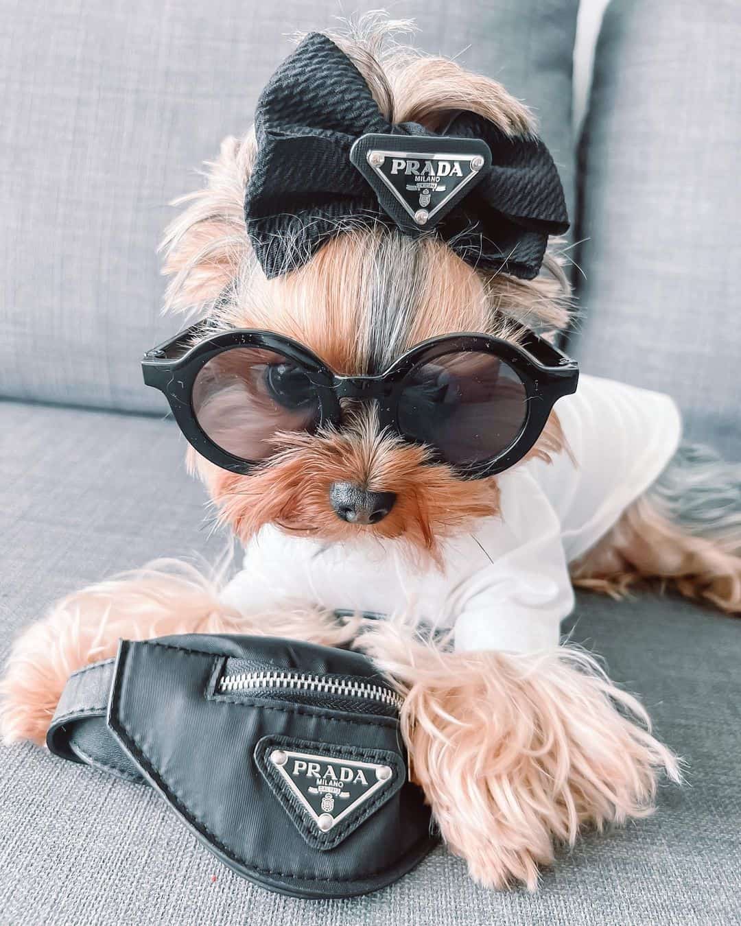 Pravda Designer Dog Handbag