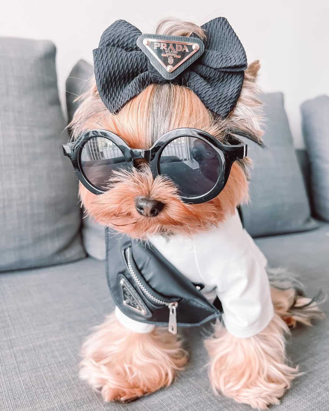 Pravda Designer Dog Handbag