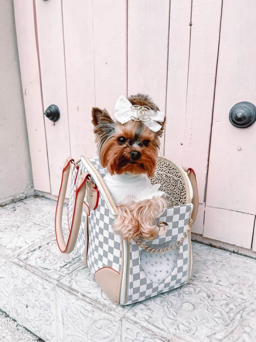 Yorkies Gram® Luxury Transporter