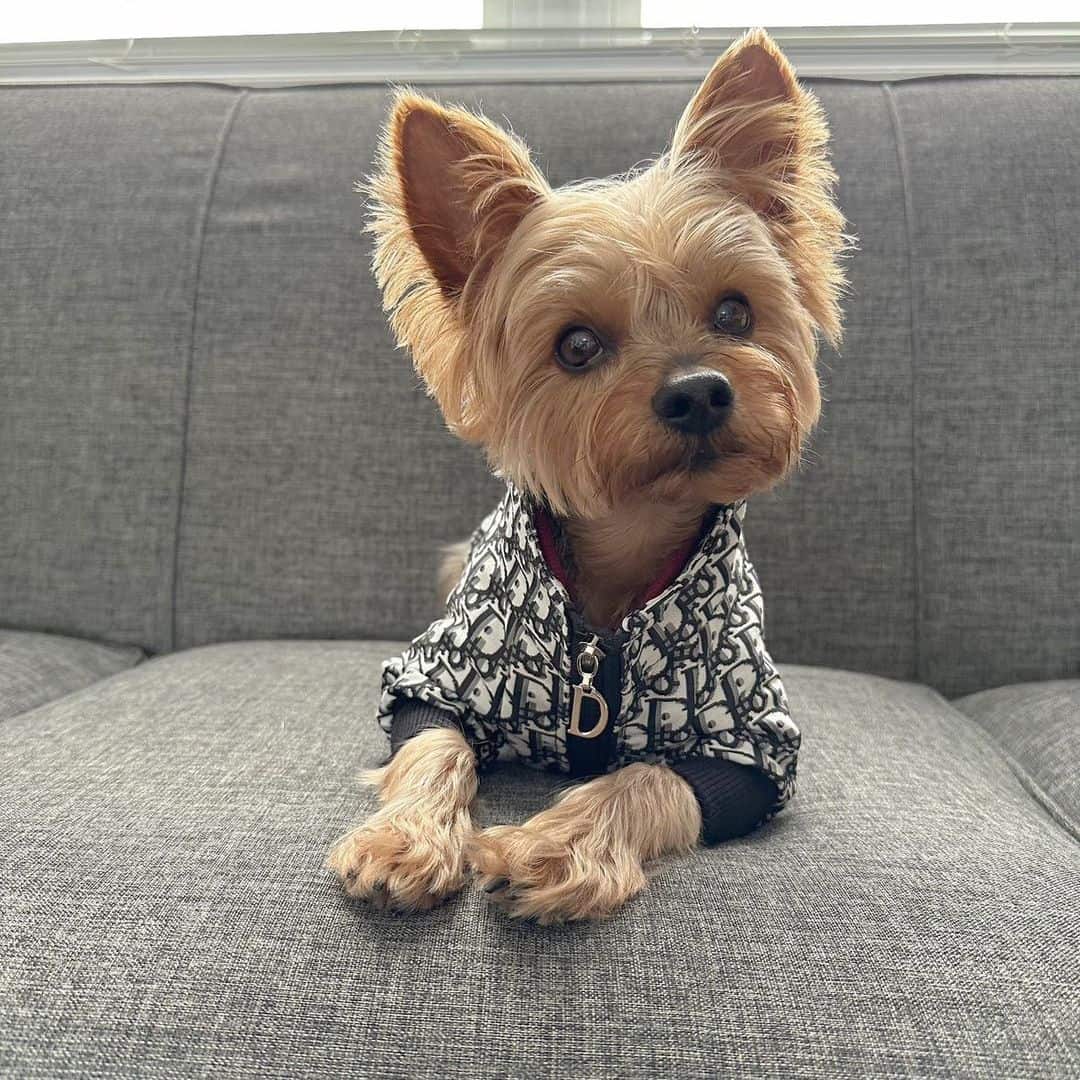 dior dog jacket