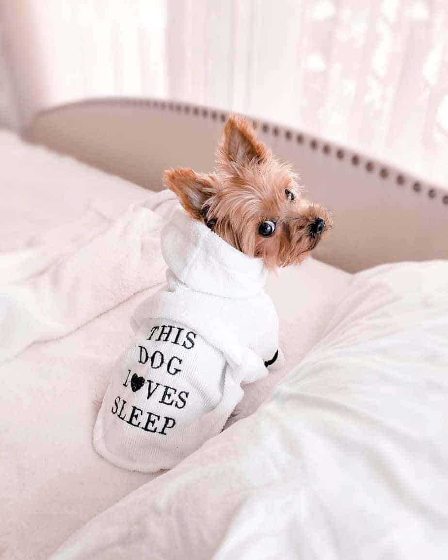Sleepy Luxury Yorkie Bathrobe