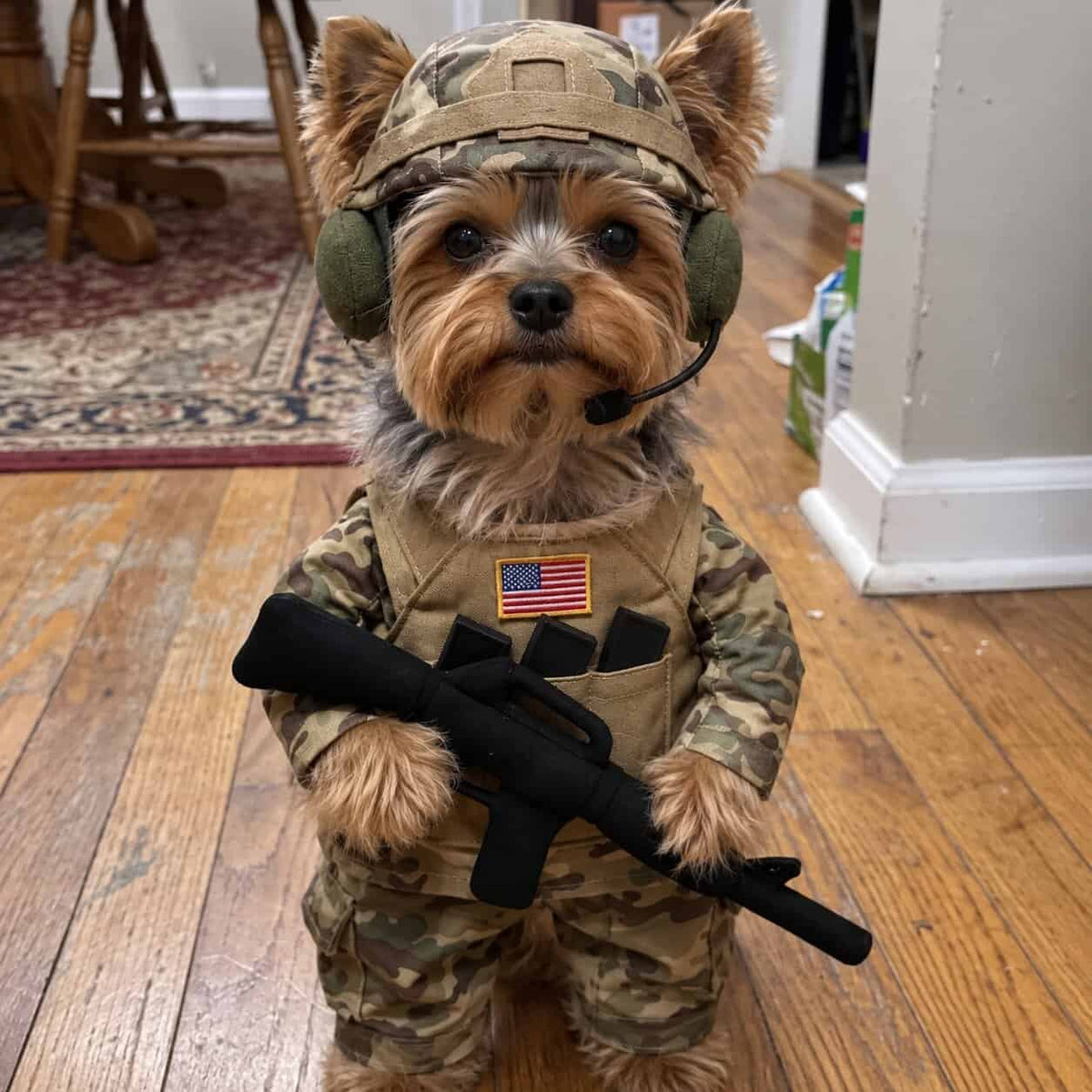 Yorkie Soldier Costume