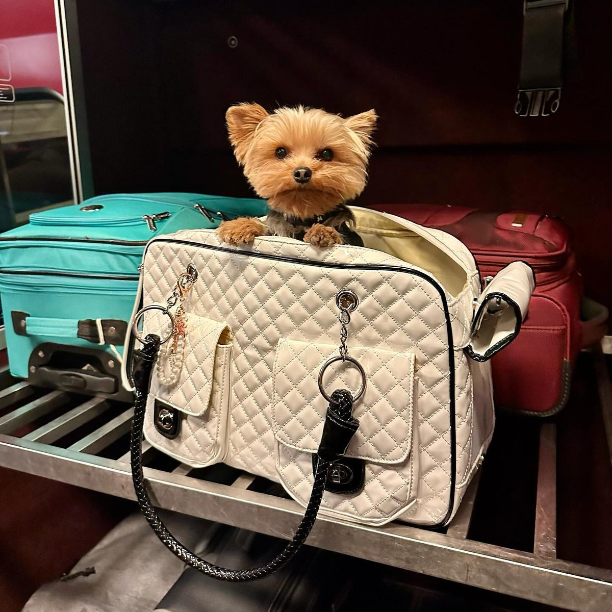 yorkies gram peco luxury dog carrier