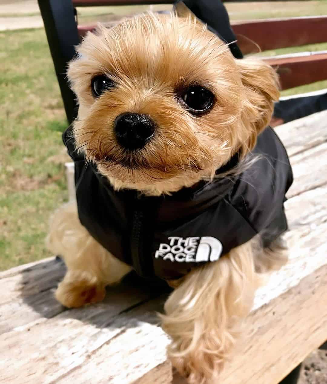 the-dog-face-yorkie-vest-jacket