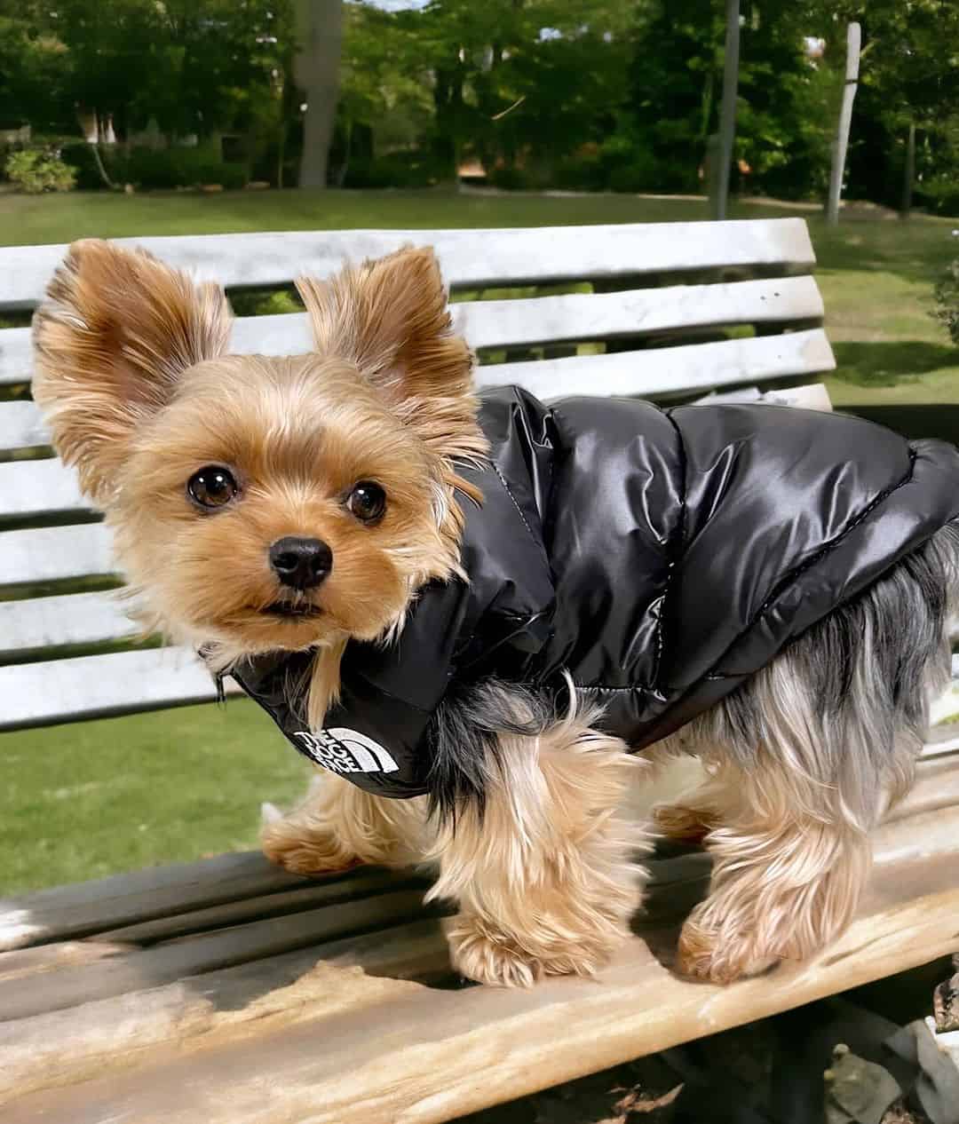 the-dog-face-yorkie-vest-jacket