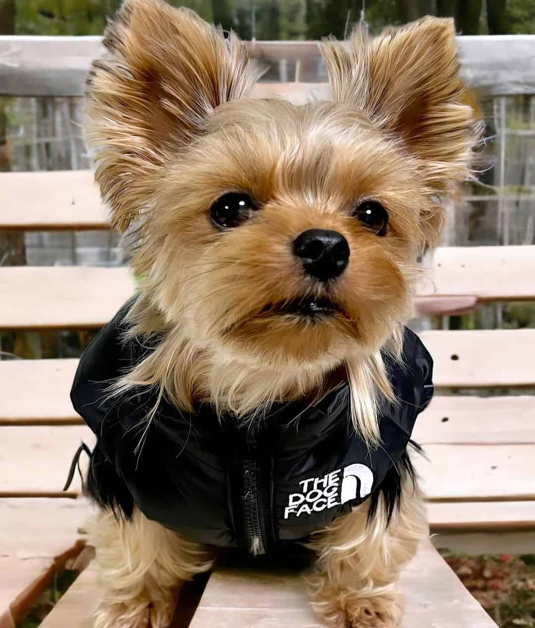 the-dog-face-yorkie-vest-jacket