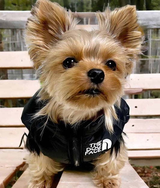 the-dog-face-yorkie-vest-jacket