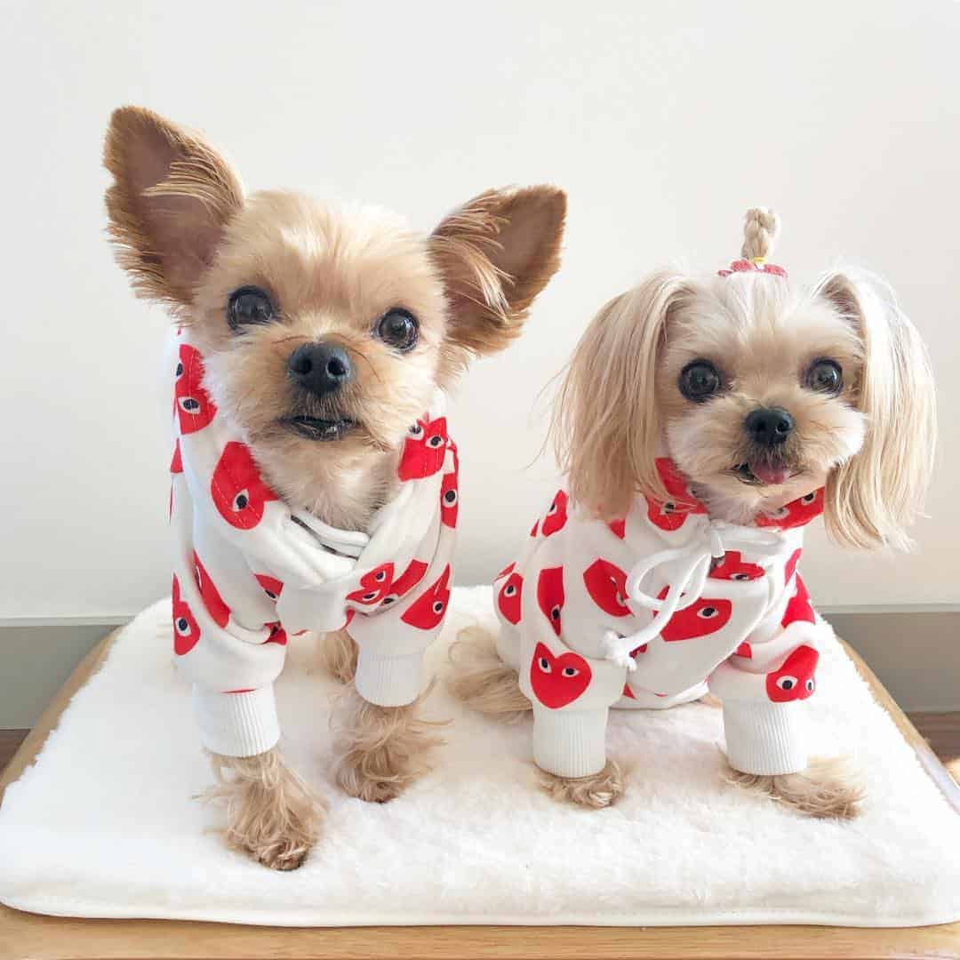 Hearts Play Yorkie Hoodie