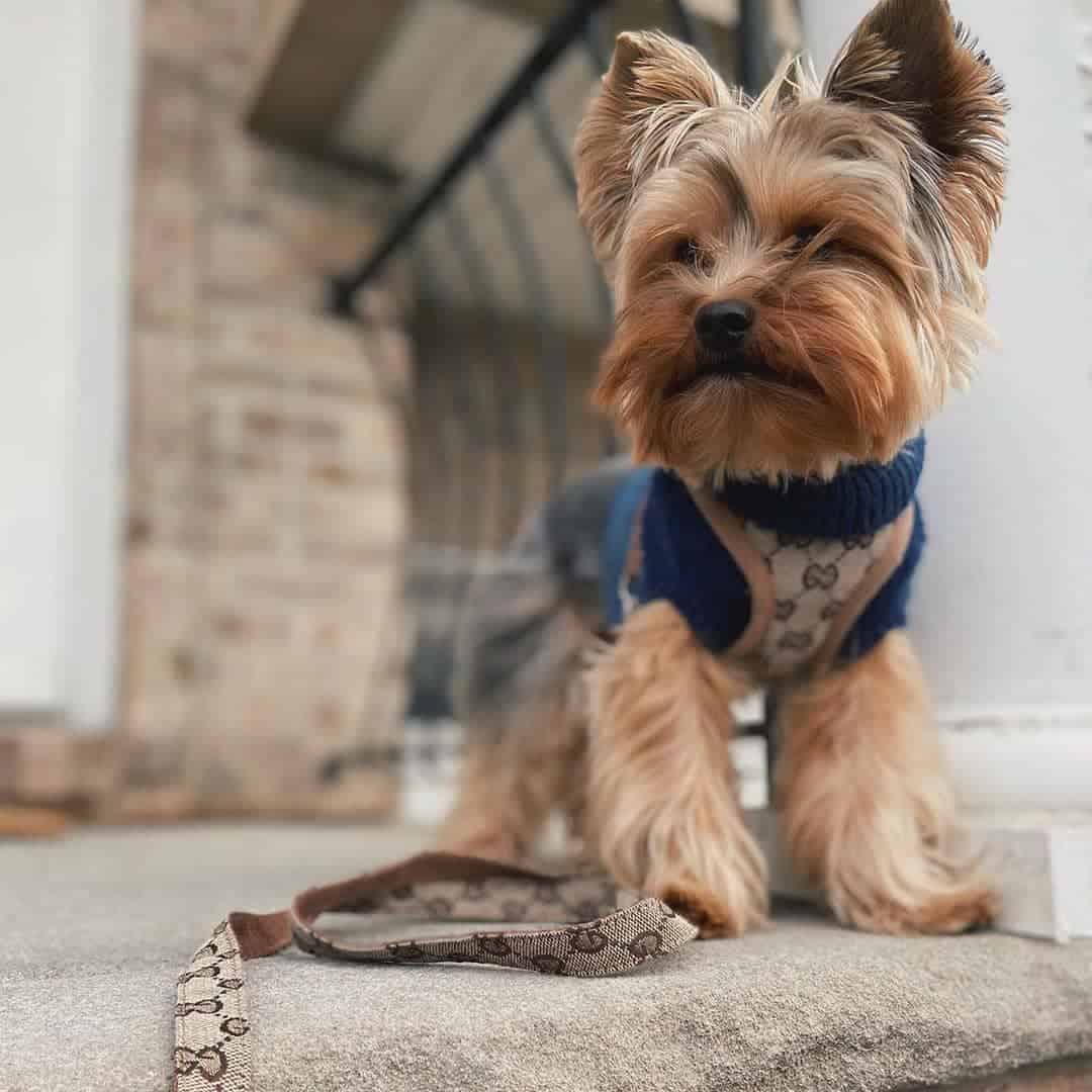 pawcci designer dog yorkie harness with leash set 2