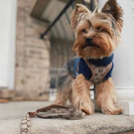 pawcci designer dog yorkie harness with leash set 2