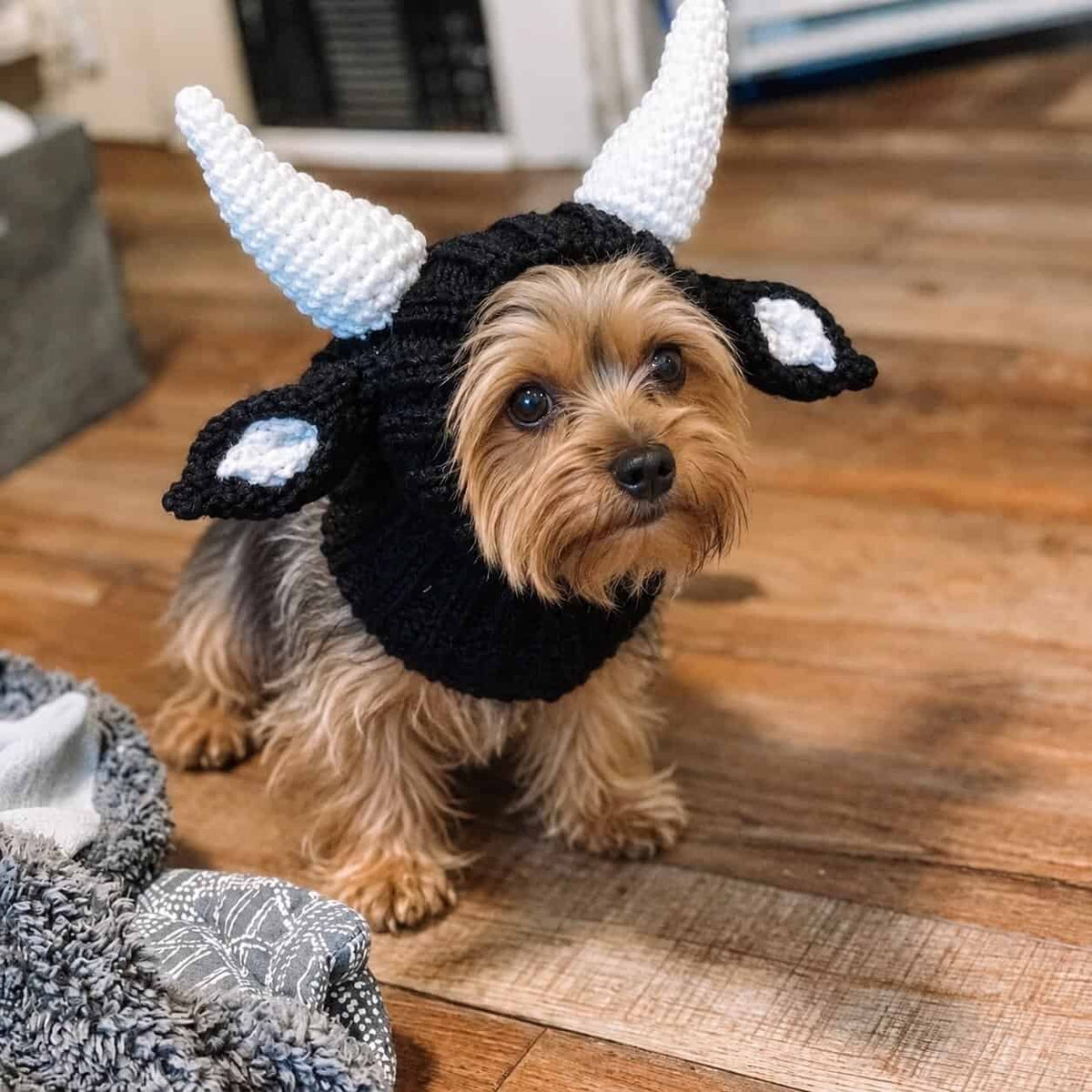 Cow Yorkie Halloween Hat