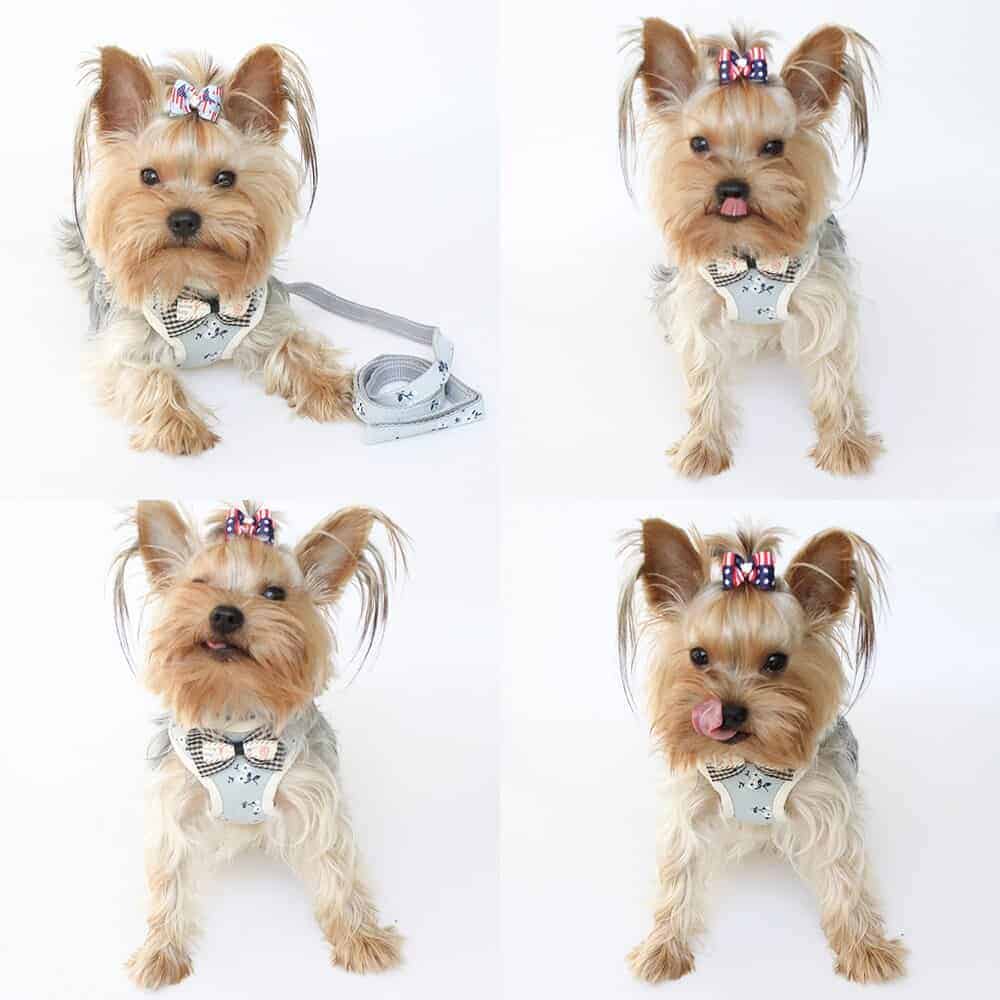 Yorkshire Terrier Floral Harness
