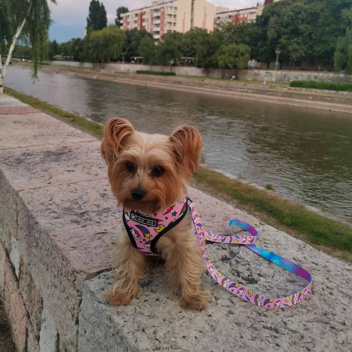 pink-unicorn-yorkie-harness