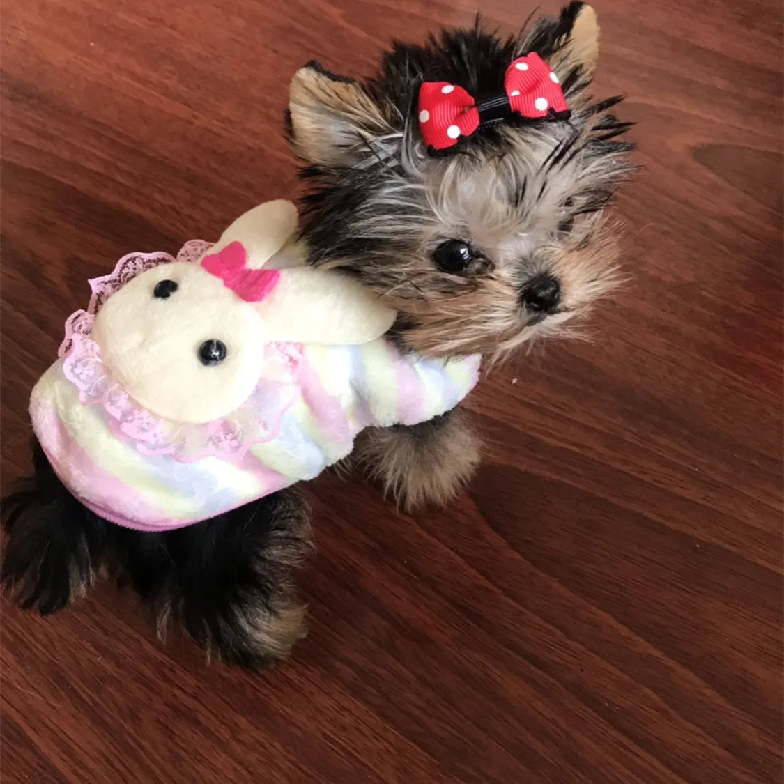 Teacup Yorkie Sweater - image 14