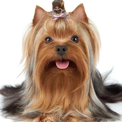 Yorkie Accessories Set